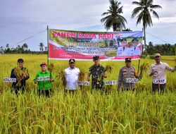 Bupati Kapuas Laksanakan Panen Raya di Lahan Seluas 2.400 Hektare